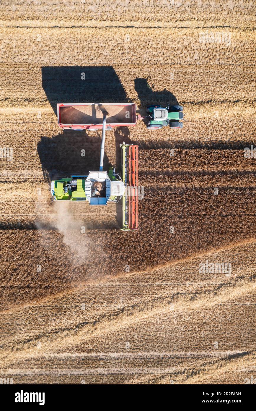 La récolte du grain est sur le point d'être terminée. L'épeautre est battu dans l'albe souabe près d'Amstetten. Moissonneuse-batteuse Claas Lexion 770. 11.08.2022: Allemagne Banque D'Images