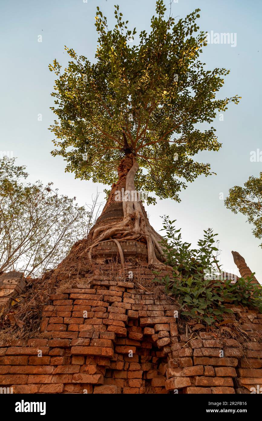 Grand arbre à l'ancienne stupa ruine "Nyaung Ohak" dans la lumière du soir au lac Inle, Nyaung Shwe, Myanmar Banque D'Images