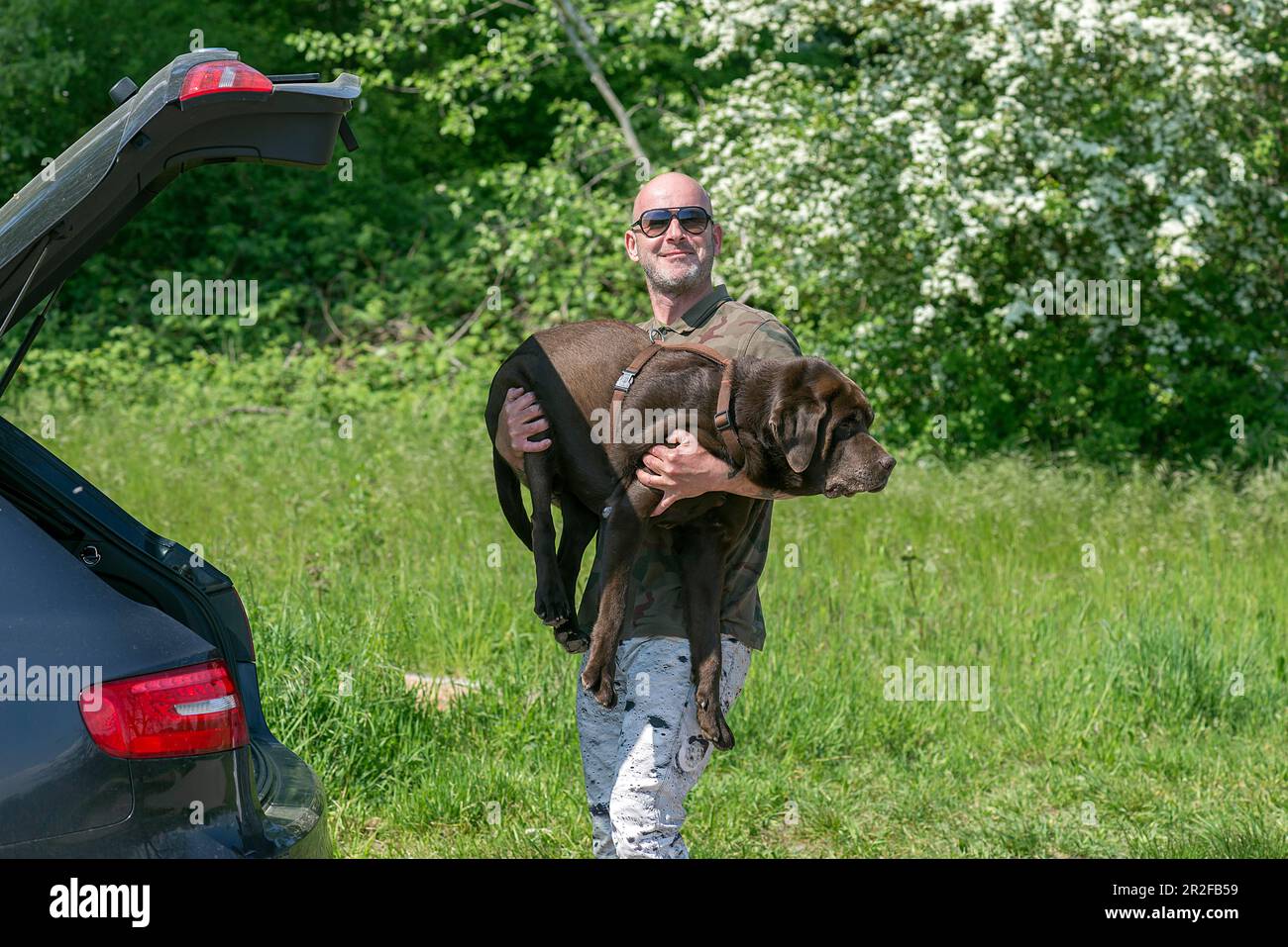 Maître porte son chien malade à la voiture, Bade-Wurtemberg, Allemagne Banque D'Images