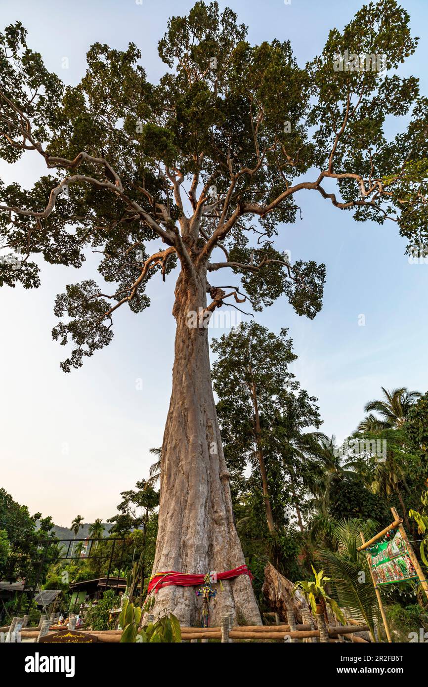 Yang Na Yai Tree - immense arbre dans le sud de Koh Phangan. Thaïlande Banque D'Images