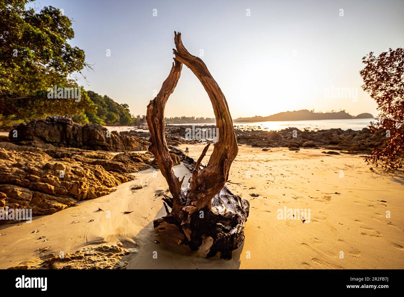 Large branche d'arbres sur la plage de Buffalo Bay (Ao Khao Kwai) dans la lumière du soir, Koh Phayam. Thaïlande Banque D'Images
