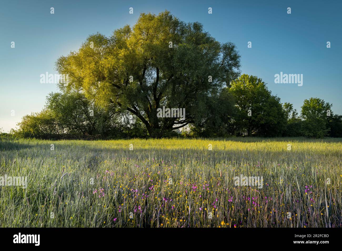 Fleurs sauvages devant un grand arbre dans l'humeur du matin. Bavière, Allemagne, Europe, Banque D'Images