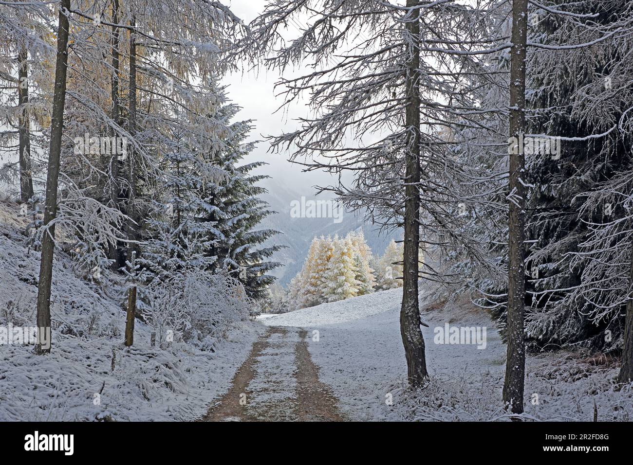 Lärchenwiesen zone de protection du paysage dans la première neige, fin de l'automne sur le plateau de Mieminger, Tyrol Banque D'Images