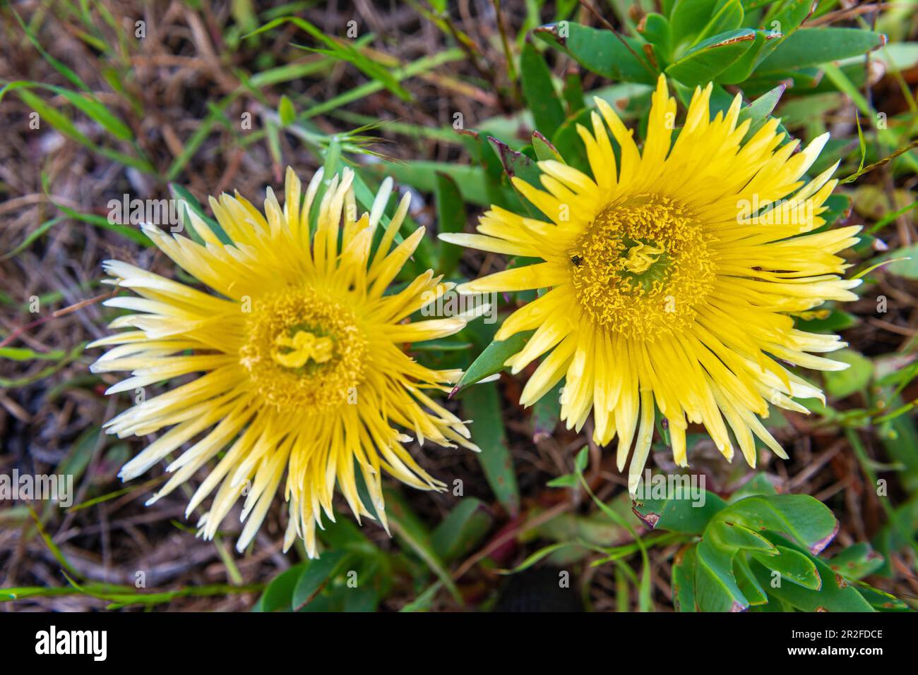 Fleur de midi, Suurvy (Carpobrotus edulis), Parc national de la côte Ouest, Langebaan, Cap Ouest, Afrique du Sud Banque D'Images