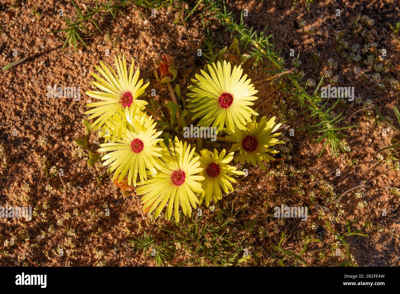 Livingstone Daisy (Dorotheanthus bellidiformis) ?, variété jaune, R364, route du Col de Pakhuis, Clamwilliam, Cap occidental, Afrique du Sud Banque D'Images