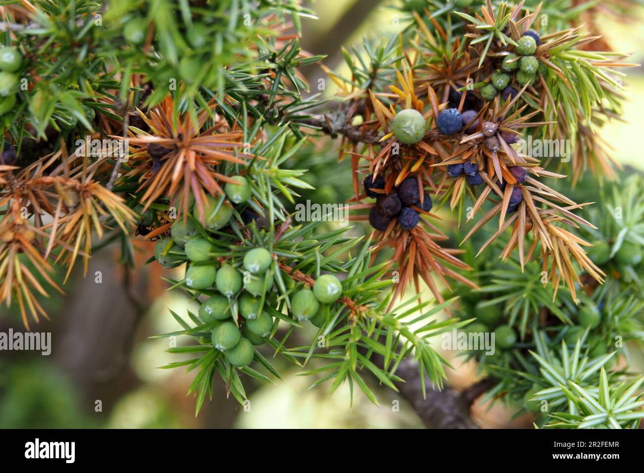 Brousse de baies de Juniper près de Solnhofen, Altmuehltal, haute-Bavière du Nord, Bavière, Allemagne Banque D'Images