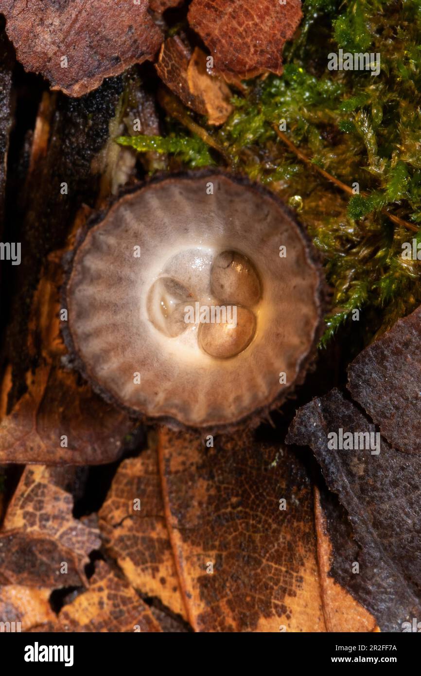 Corps de fructification brun foncé en forme de bol de Teuerling rayé avec trois réceptacles de spores brunâtres Banque D'Images