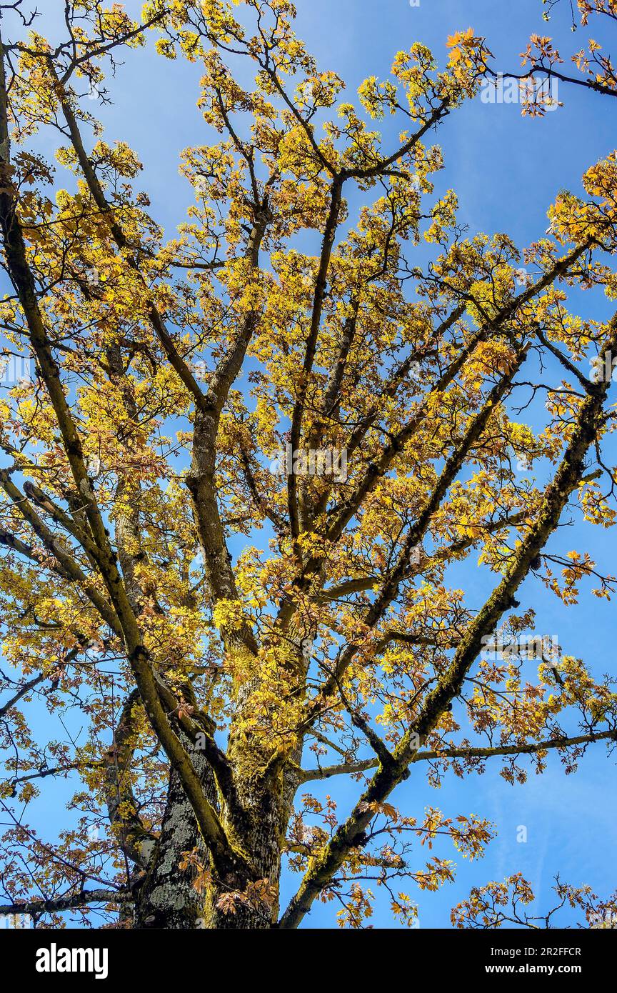 Érable de Norvège à fleurs printanières (Acer platanoides), Kempten, Allgaeu, Bavière, Allemagne Banque D'Images