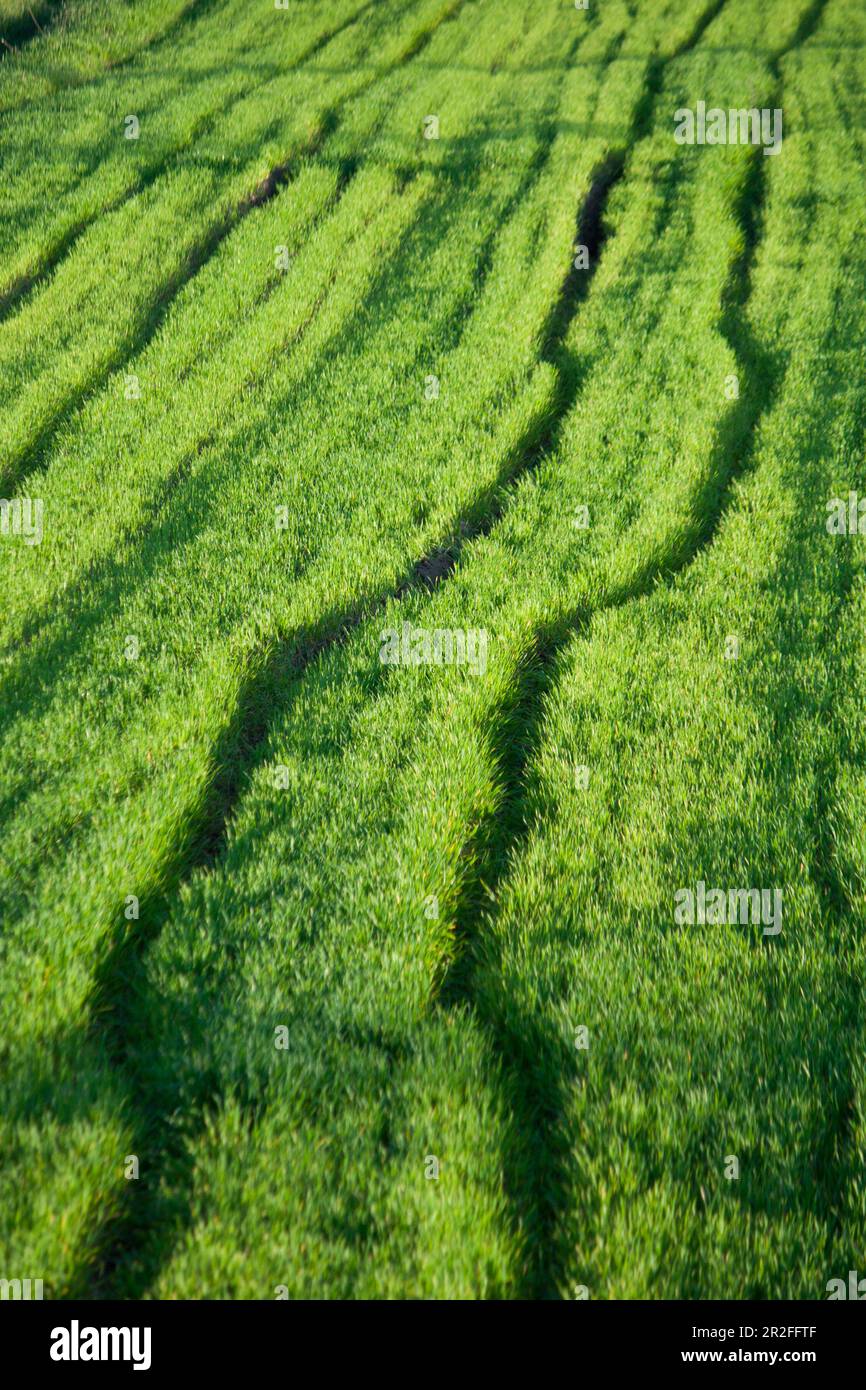 Un champ vert pur de jeune blé Banque D'Images