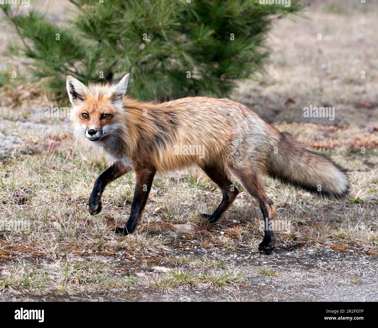 Vue de profil en gros plan Red Fox vue latérale au printemps avec fond de mousse blanche et de branches de conifères floues et son environnement. Photo de renard. Banque D'Images