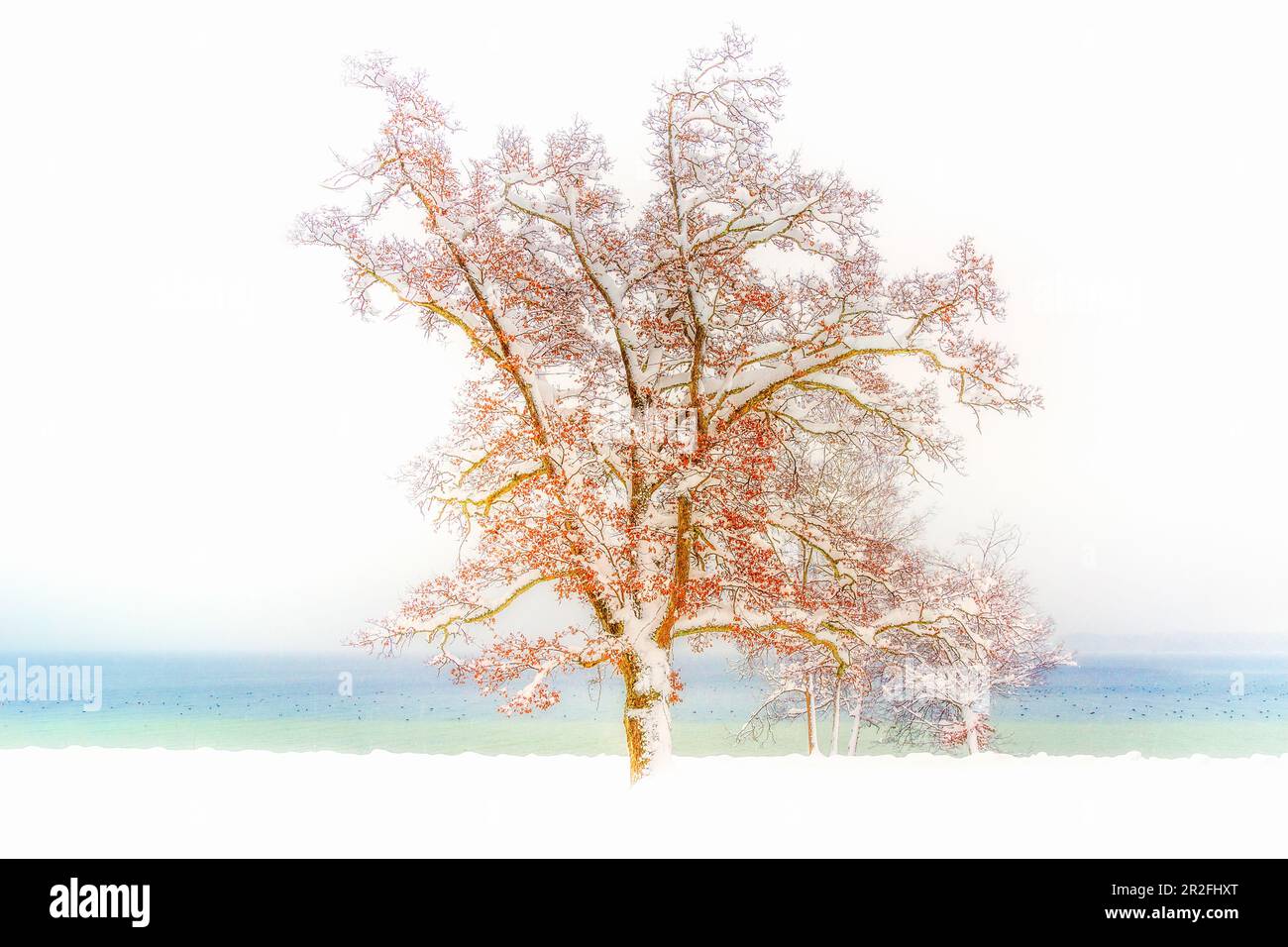 Arbre feuillu recouvert de neige sur la rive du lac Starnberg, Tutzing, Bavière, Allemagne Banque D'Images