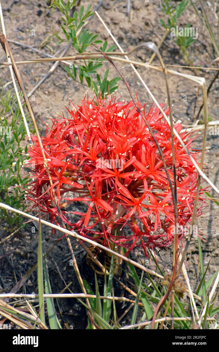 Malawi; région du Nord; Parc national de Noika; boule rouge vif de fleur de sang Banque D'Images
