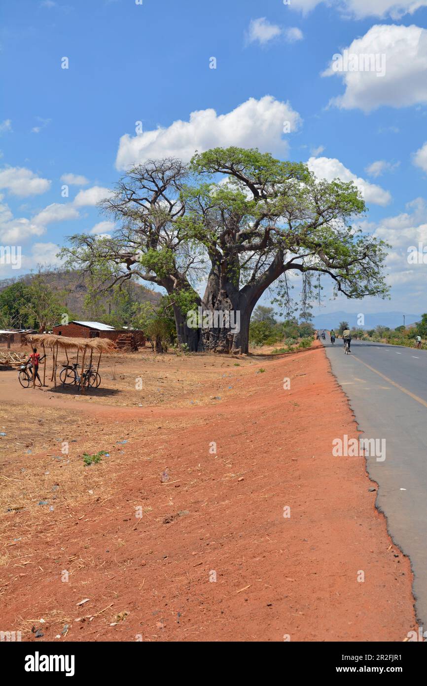 Malawi; région centrale; sur la route nationale M5 au sud à Chipoka; énorme baobab sur la M5 Banque D'Images