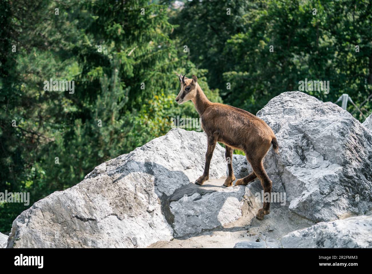 Chamois au zoo alpin d'Innsbruck, Tyrol, Autriche Banque D'Images