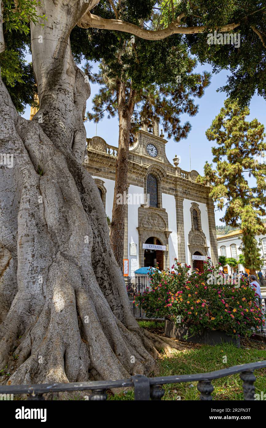 Grand vieux arbre en face de Basílica de Nuestra Señora del Pino - Eglise dans le centre de "Teror", Gran Canaria, Espagne Banque D'Images