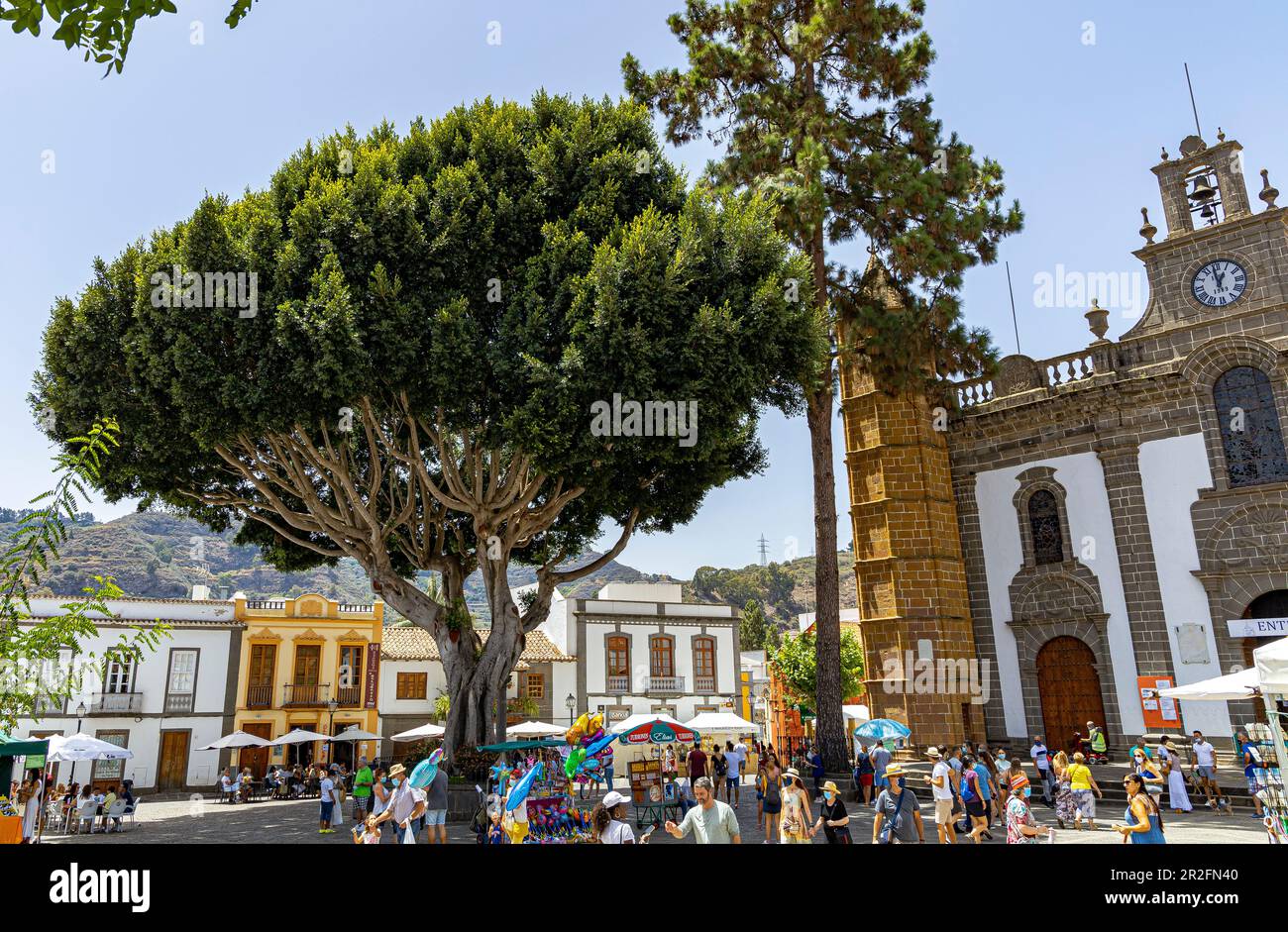 Grand vieux arbre en face de Basílica de Nuestra Señora del Pino - église sur la place du marché de "Teror", Gran Canaria, Espagne Banque D'Images