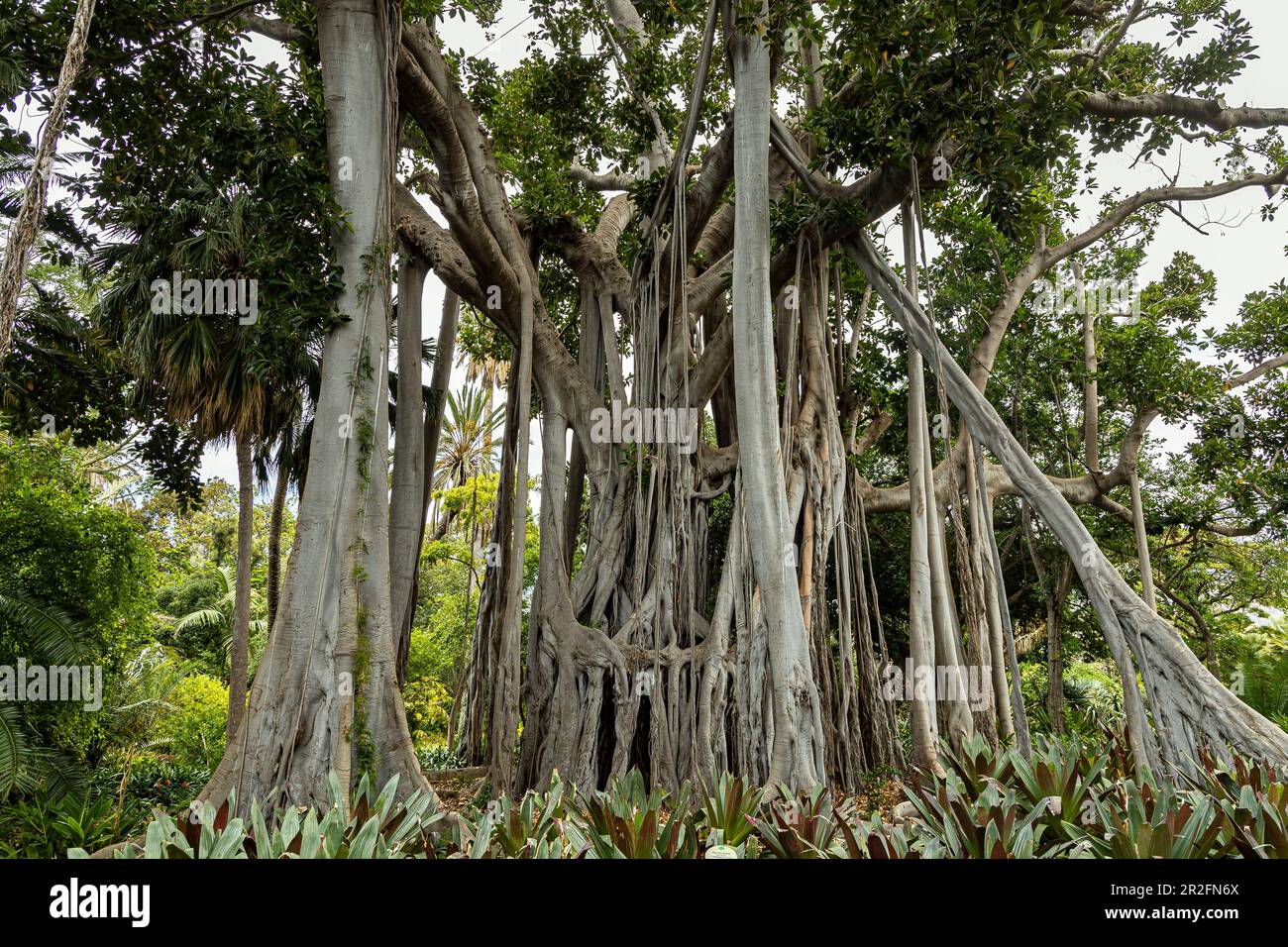 Grand arbre dans le jardin botanique de Puerto de la Cruz, Tenerife, Espagne Banque D'Images