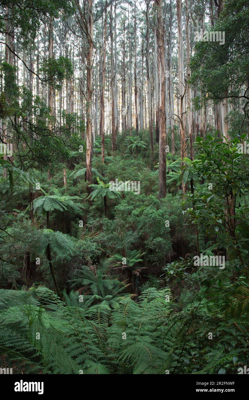 Yarra Valley est une région boisée autour de la Yarra River à Victoria, en Australie. Banque D'Images