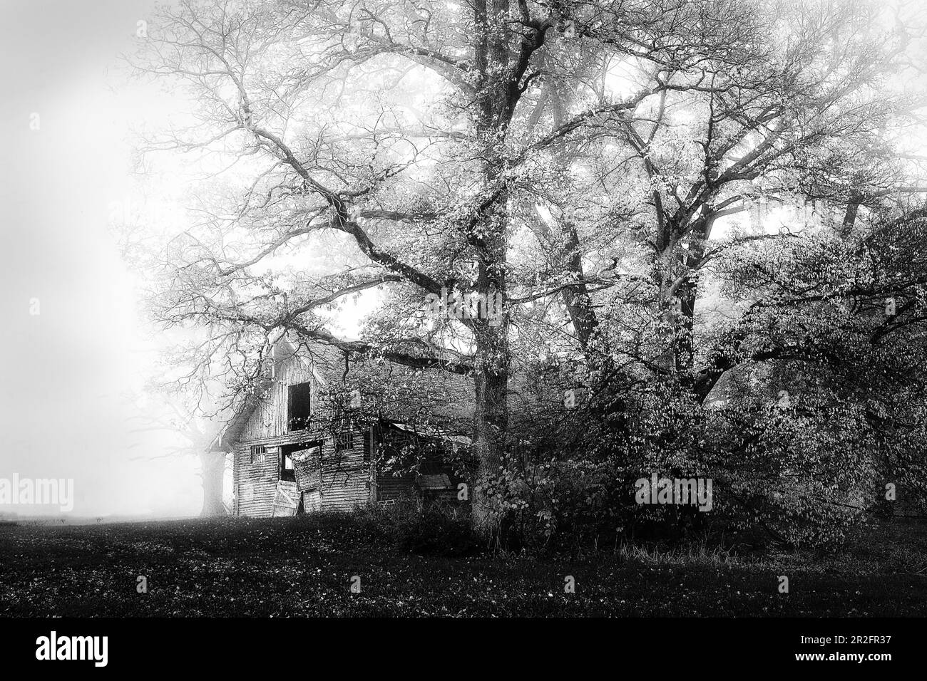 Grange dans le brouillard avec un grand arbre, Bernried, Bavière, Allemagne Banque D'Images