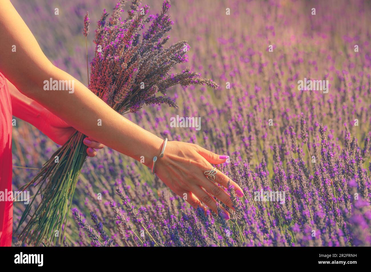 Main de femme avec manucure pourpre touchant doucement les fleurs de lavande au coucher du soleil. Soleil romantique et chaleureux Banque D'Images