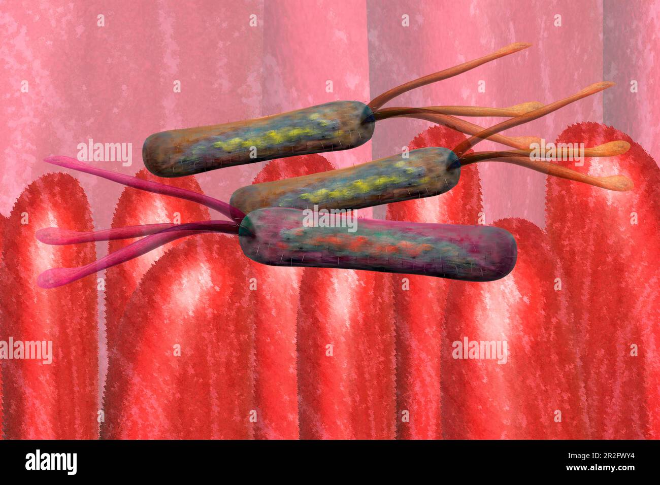 Illustration des bactéries sur les villosités intestinales dans l'intestin les bactéries intestinales favorisant la santé produisent, entre autres choses, des enzymes digestives Banque D'Images