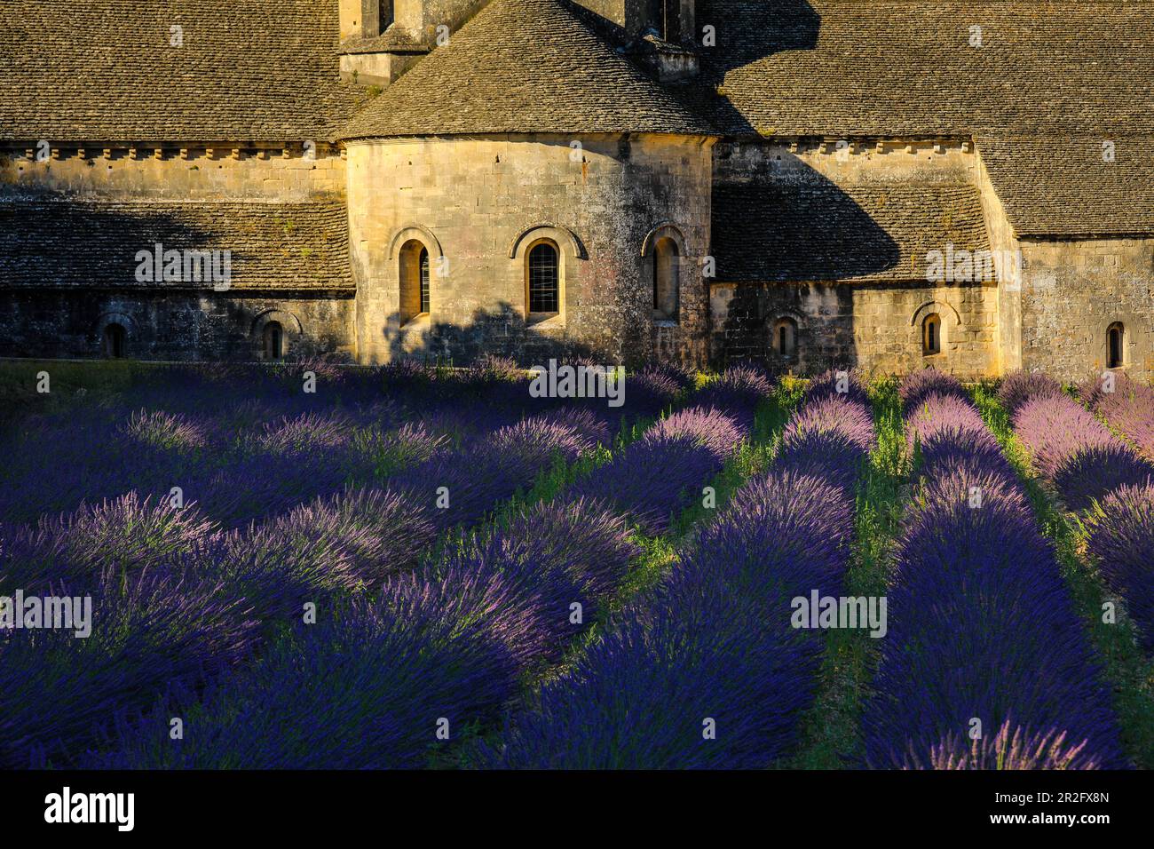 Abbaye de Sénanque avec champ de fleurs de lavande en fleur. Gordes, Luberon, Vaucluse, Provence, France, Europe. Banque D'Images