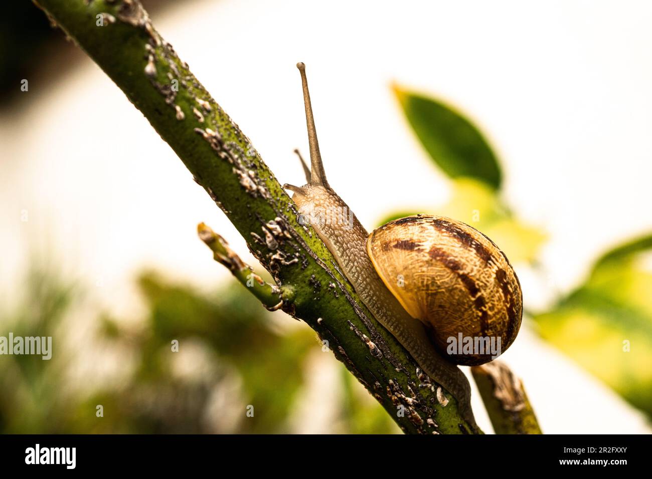 Vue rapprochée de l'escargot du jardin sur la branche Banque D'Images