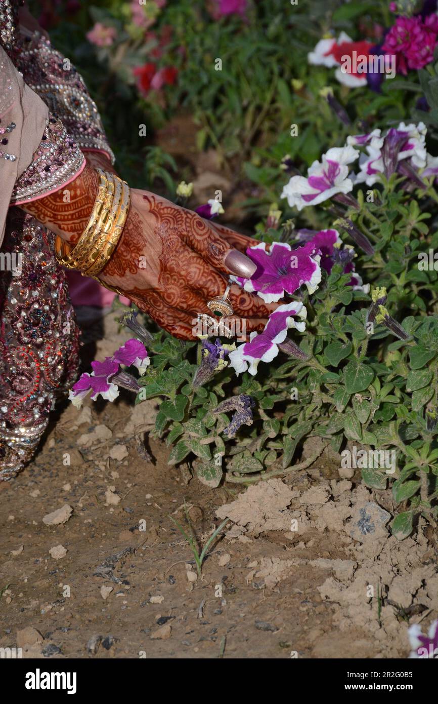 Mariée tenant fleur pourpre, conception Mehndi, bijoux. Banque D'Images