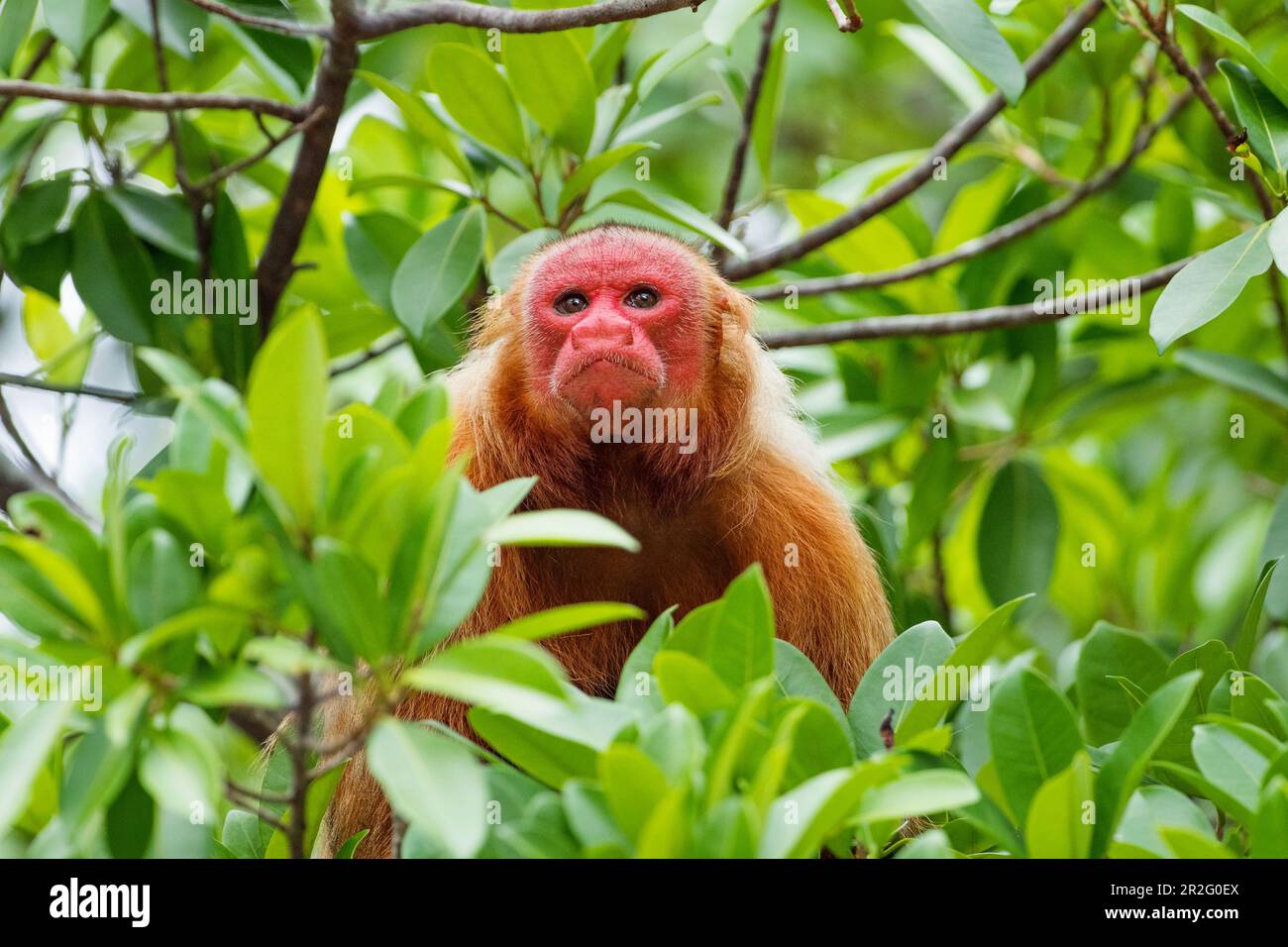 Red-headed uakari, femme, Cacajajao calvus, Rainforest, Amazone, Bassin de l'Amazone, Amazonie, Brésil, Amérique du Sud Banque D'Images