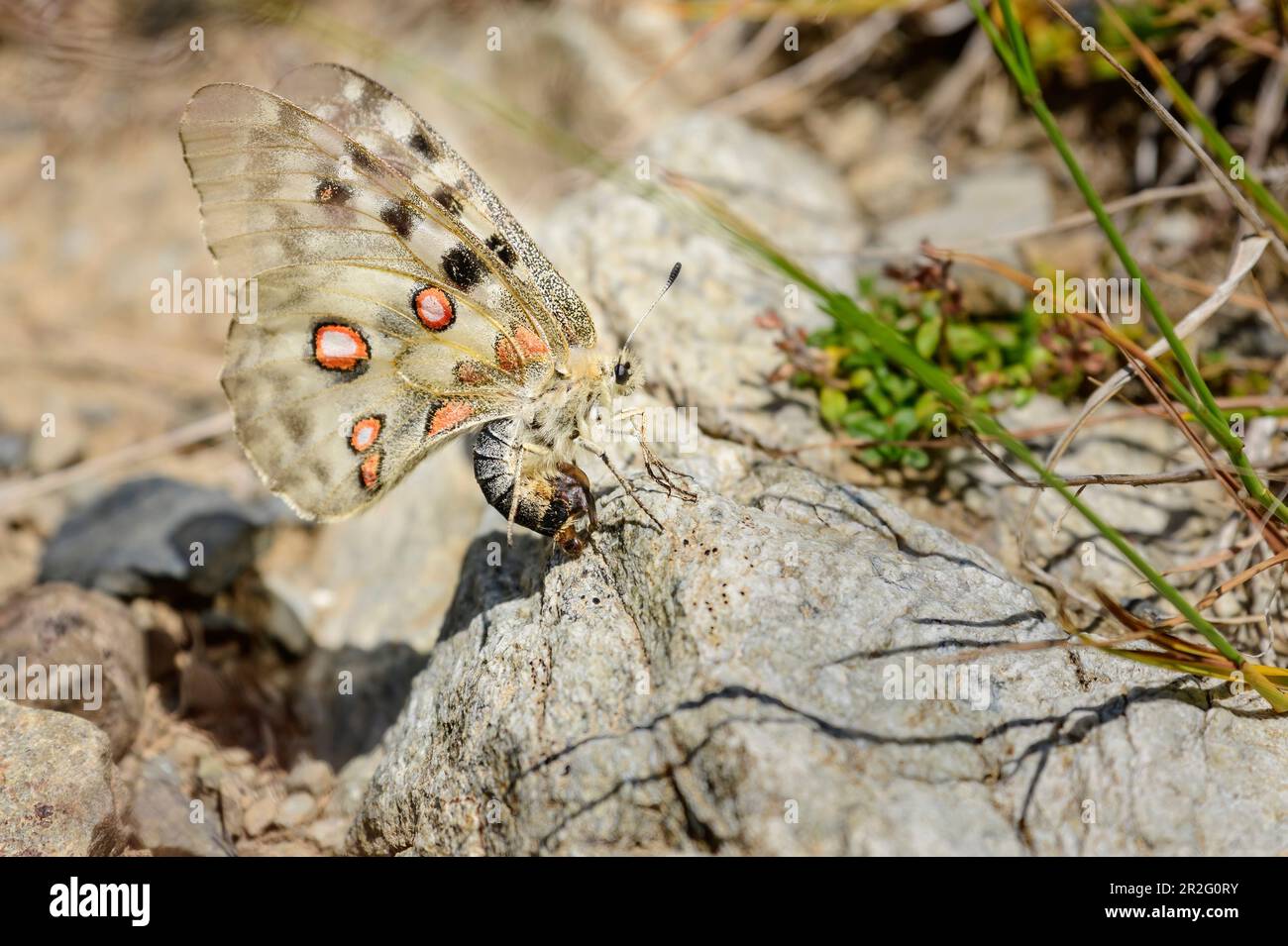 apollon alpin, Parnassius phoebus, Parc National des Pyrénées, Pyrénées-Atlantiques, Pyrénées, France Banque D'Images