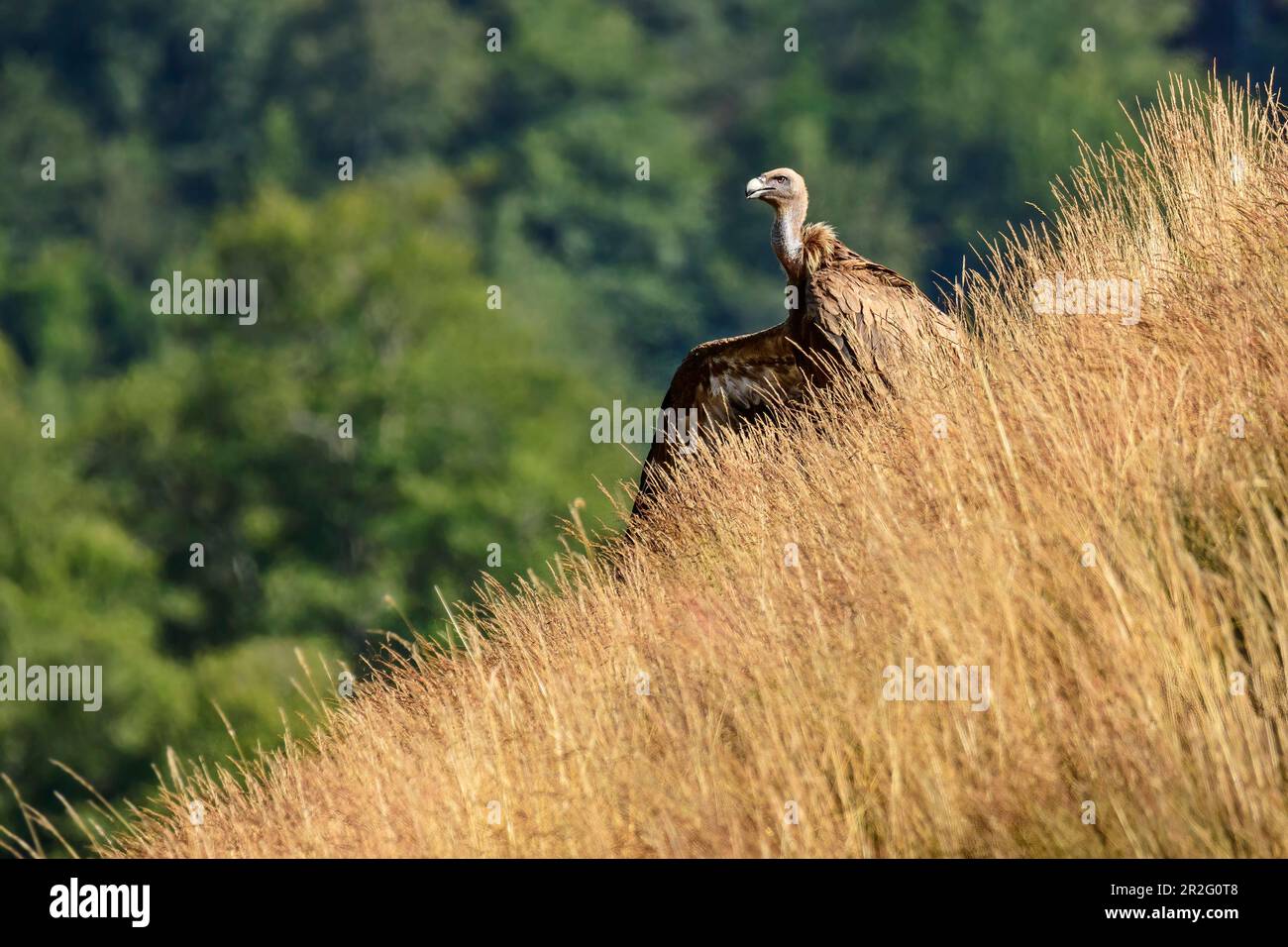 Griffon vautour avec des ailes surtendues se trouve dans l'herbe, les Gyps fulvus, le Parc National des Pyrénées, les Pyrénées-Atlantiques, les Pyrénées, France Banque D'Images