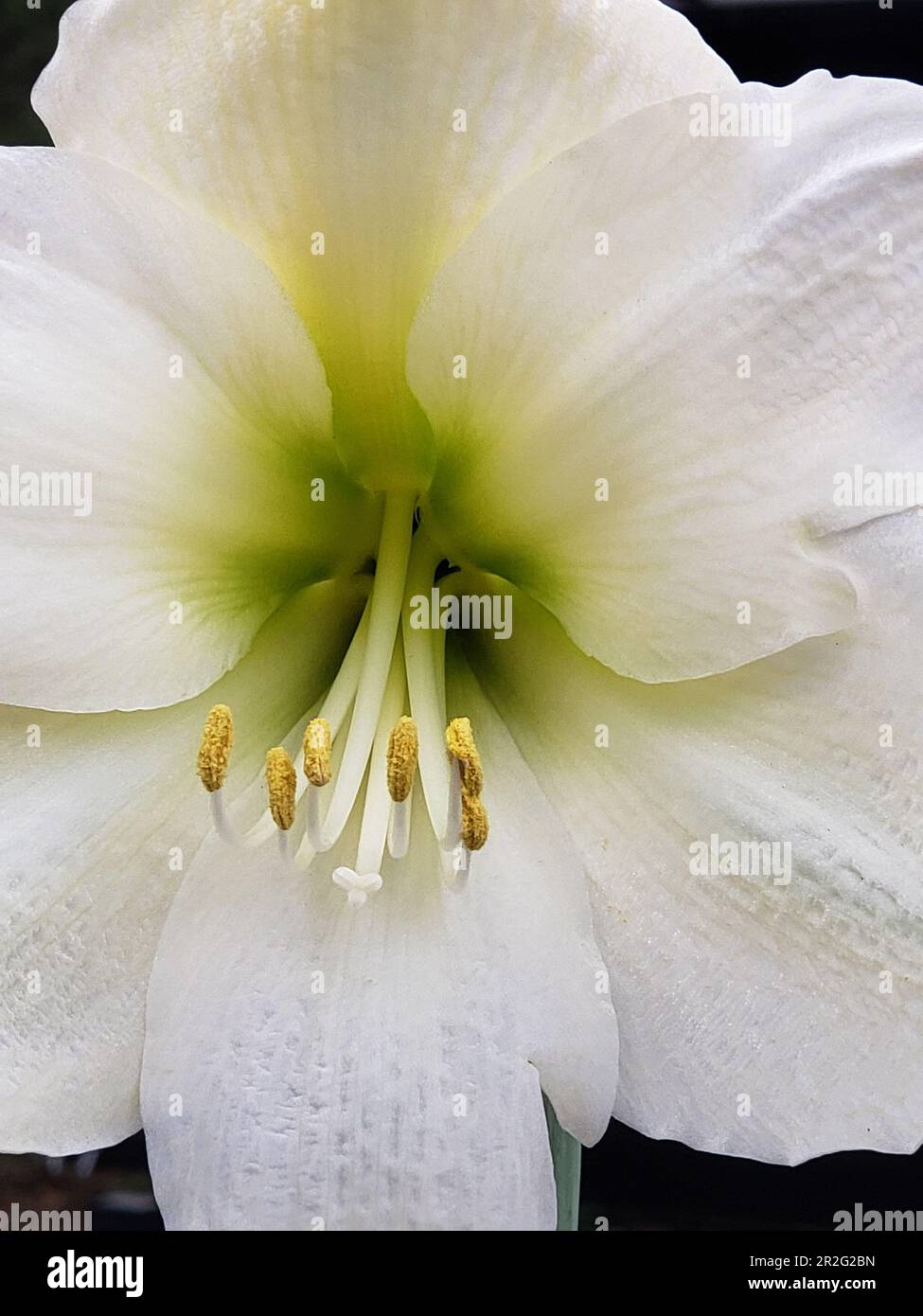 Blanc pur gros plan amaryllis fleur fleuron Banque D'Images