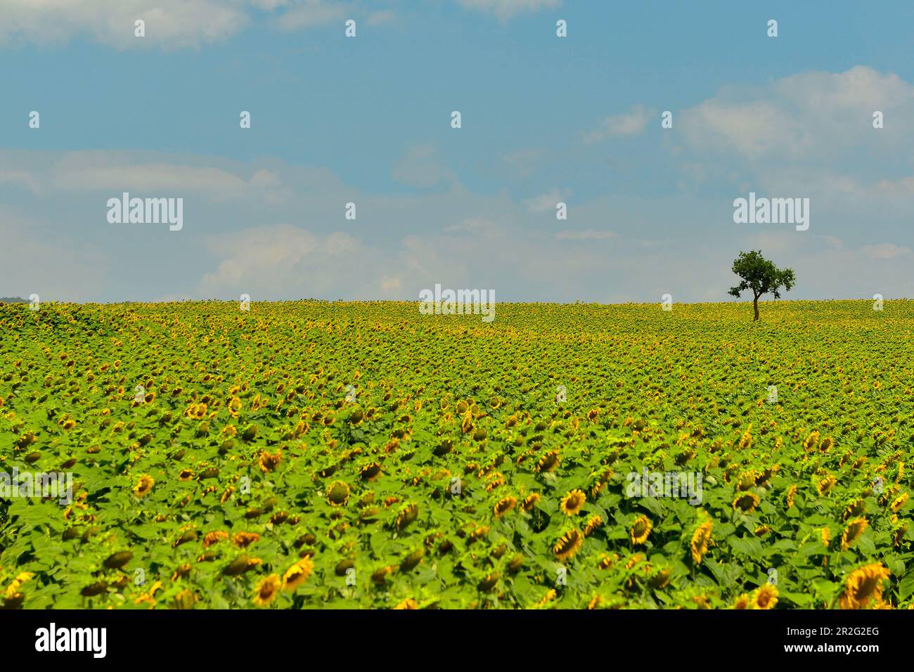 Un petit arbre se trouve au milieu d'un grand champ de tournesol, près de Pérouse, en Italie Banque D'Images
