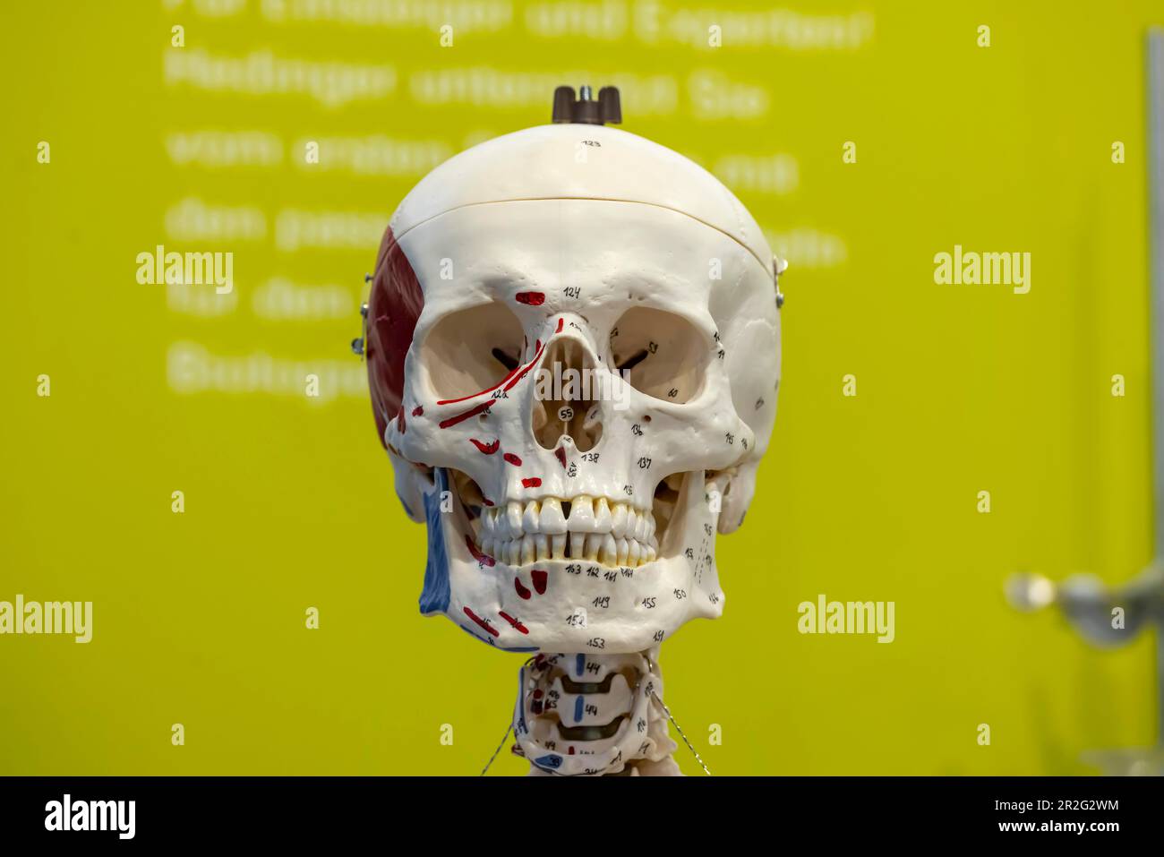 Préparation du squelette pour les leçons de biologie, crâne humain, modèle de la société Hedinger, salon de l'éducation de Didacta, Stuttgart, Bade-Wurtemberg, Allemagne Banque D'Images