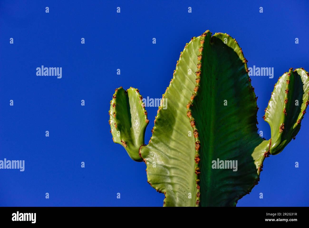 Un cactus qui ressemble à un visage avec des oreilles, Luz, Algarve, Portugal Banque D'Images