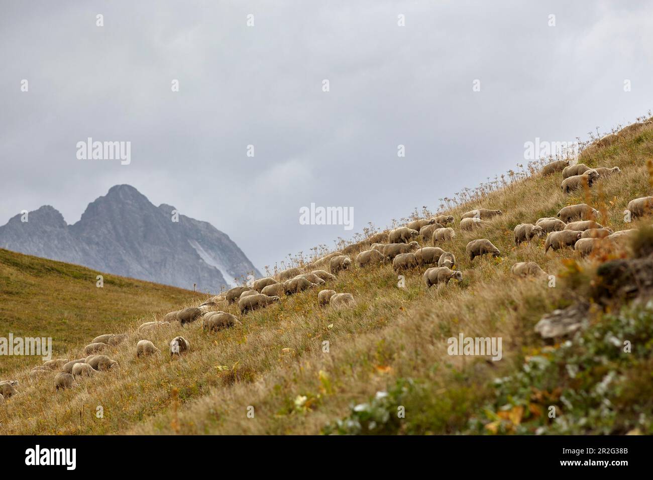 Moutons sur le Col du Galibier, route des grandes Alpes, Alpes françaises, France Banque D'Images