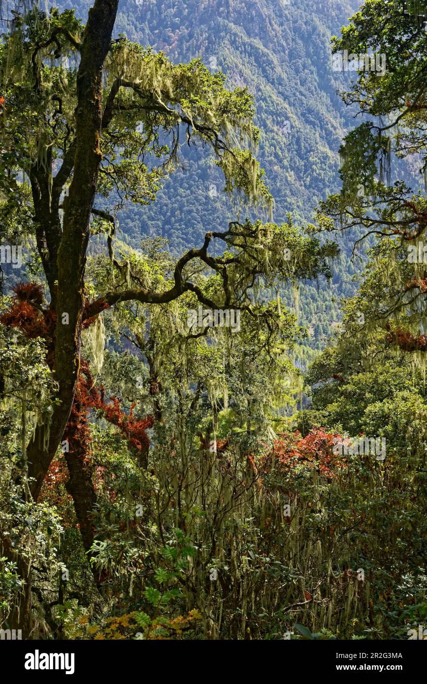 Sur le chemin du monastère de Tiger's Nest, le chemin traverse de belles forêts de pins et de feuillus. Banque D'Images
