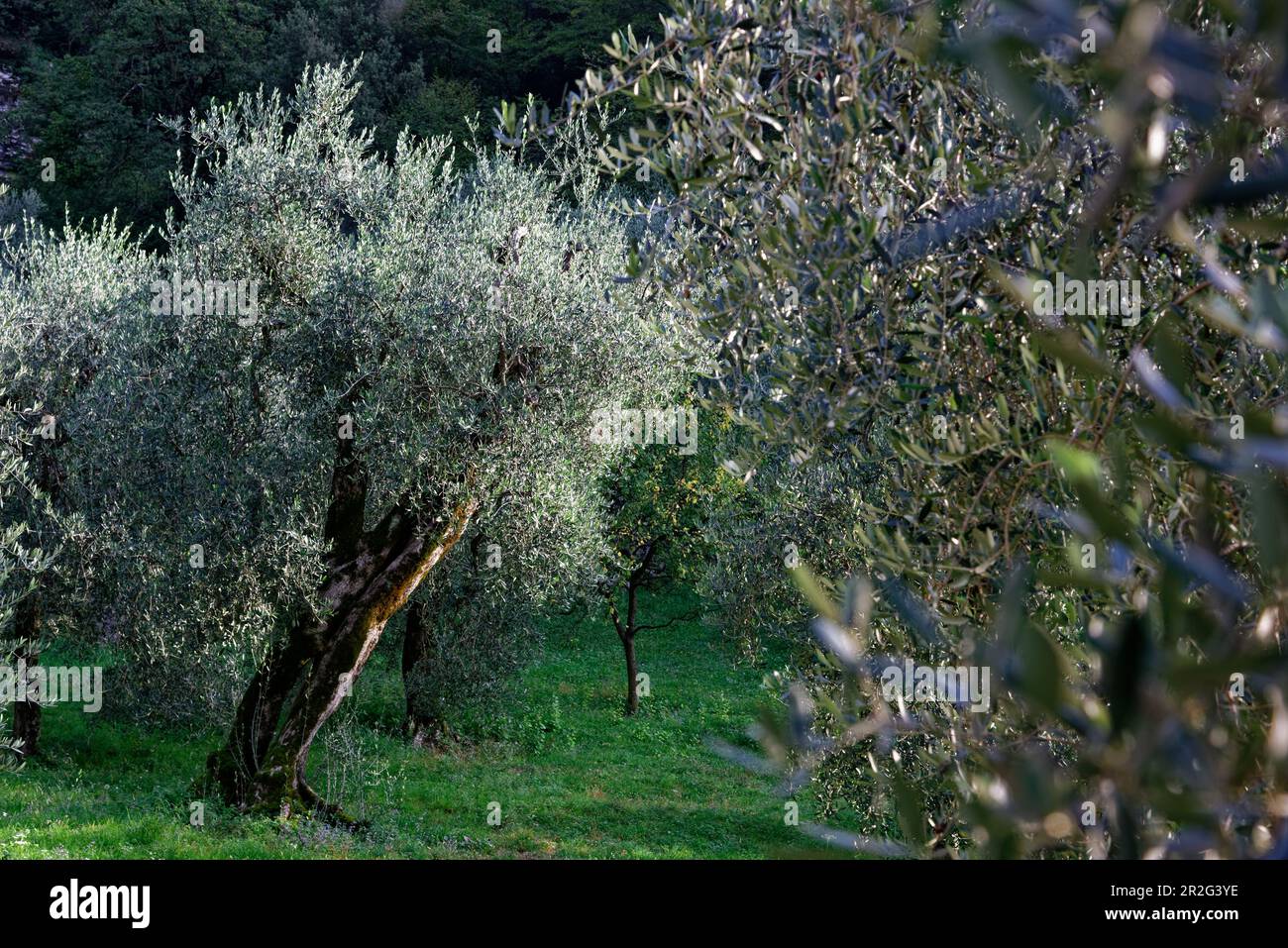 D'anciennes oliveraies sur la rive est du lac de Garde près de Malcesine. Banque D'Images