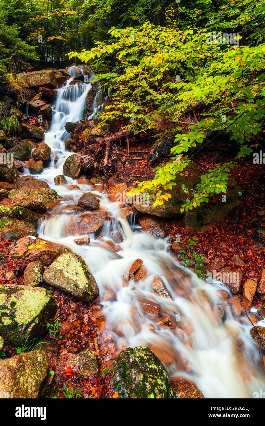 Ilse, Ilsetal, Ilsenburg, Fluss, Herbst, Wald, Harz, Saxe-Anhalt, Deutschland, Europe Banque D'Images