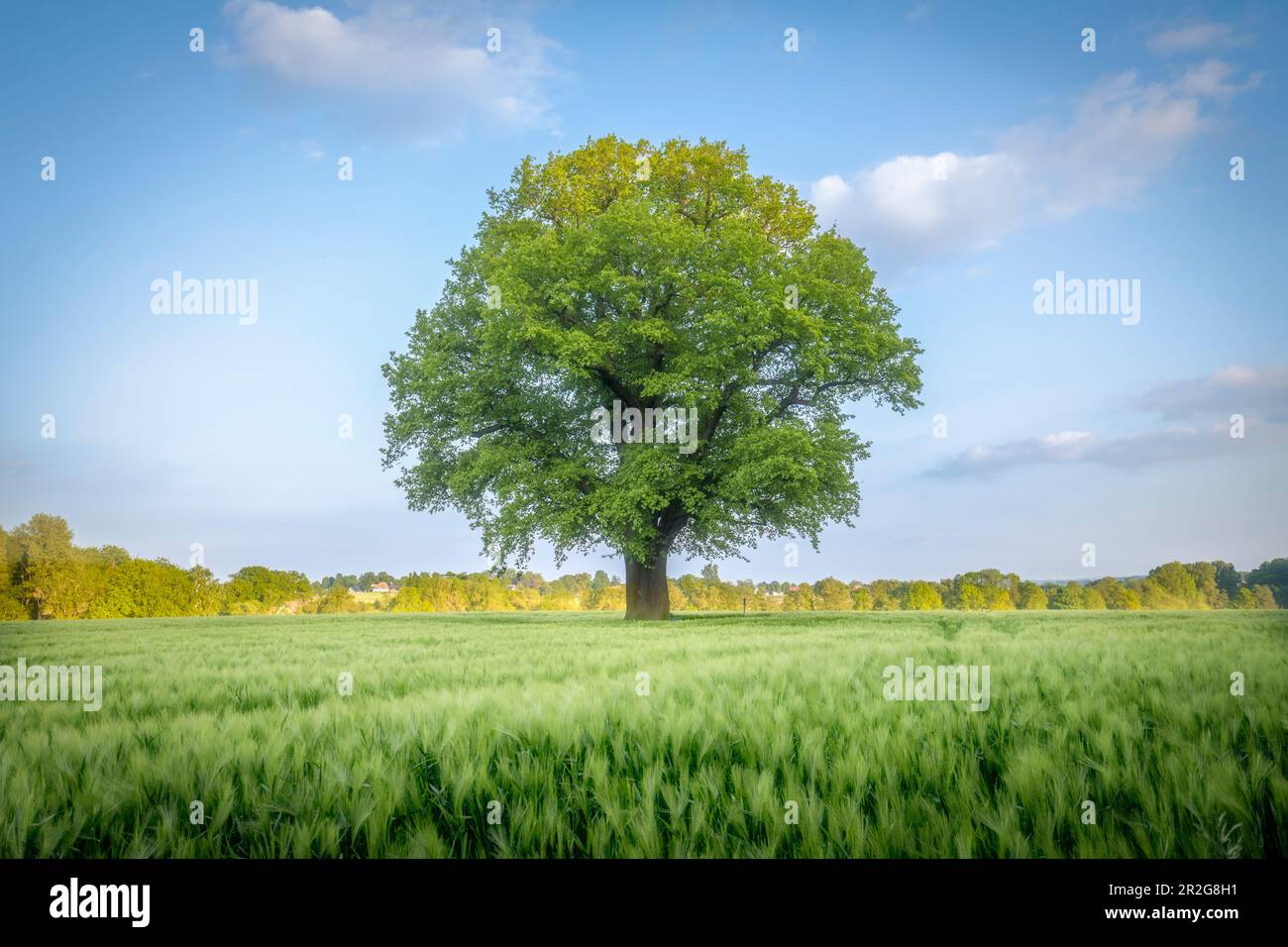Chêne d'Upmeyer. Vieux grand chêne sur un terrain d'été. Melle, Osnabrück Land, Basse-Saxe. Banque D'Images