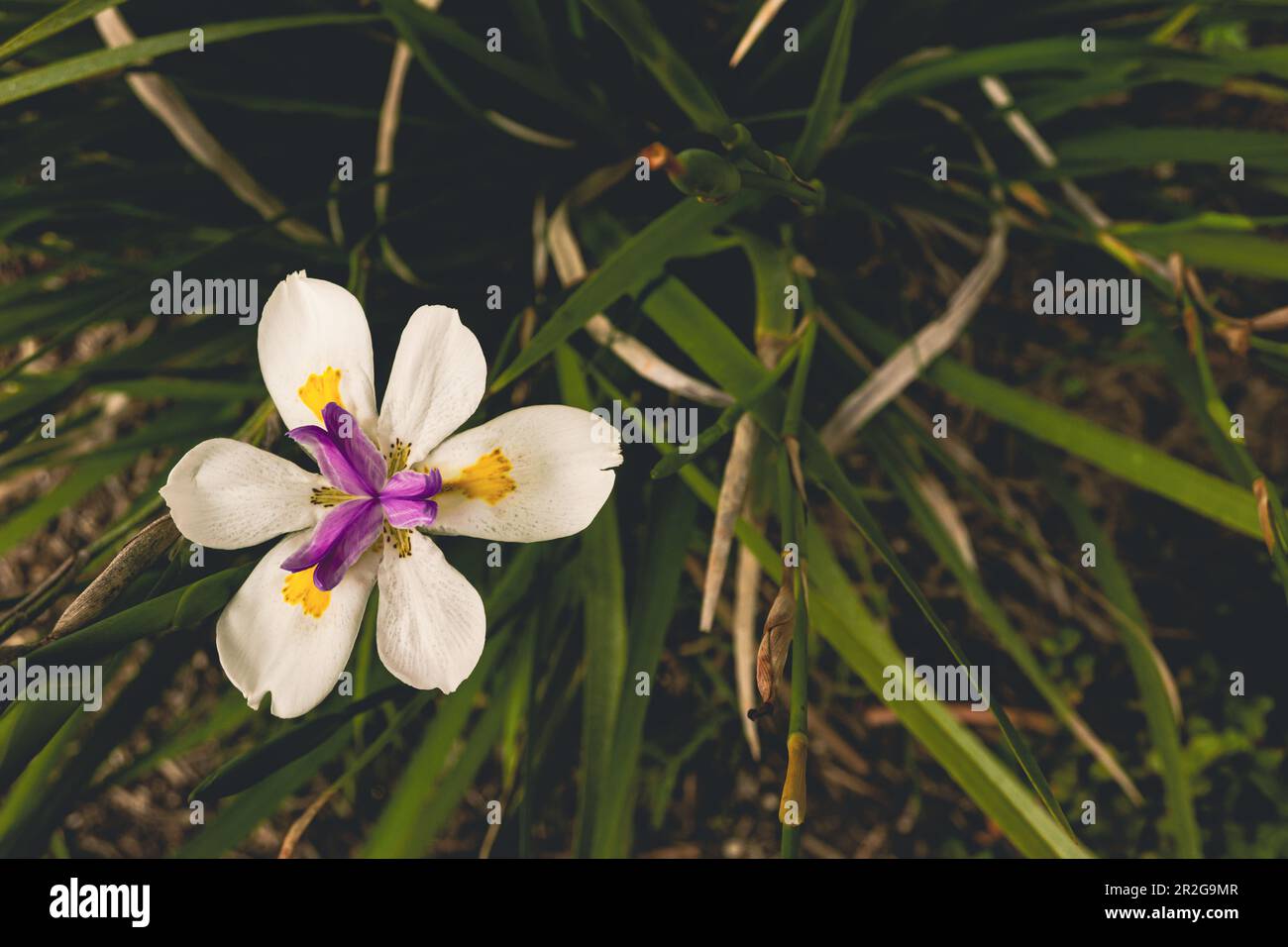 Vue en grand angle d'une fleur d'iris en fleur dans le jardin Banque D'Images