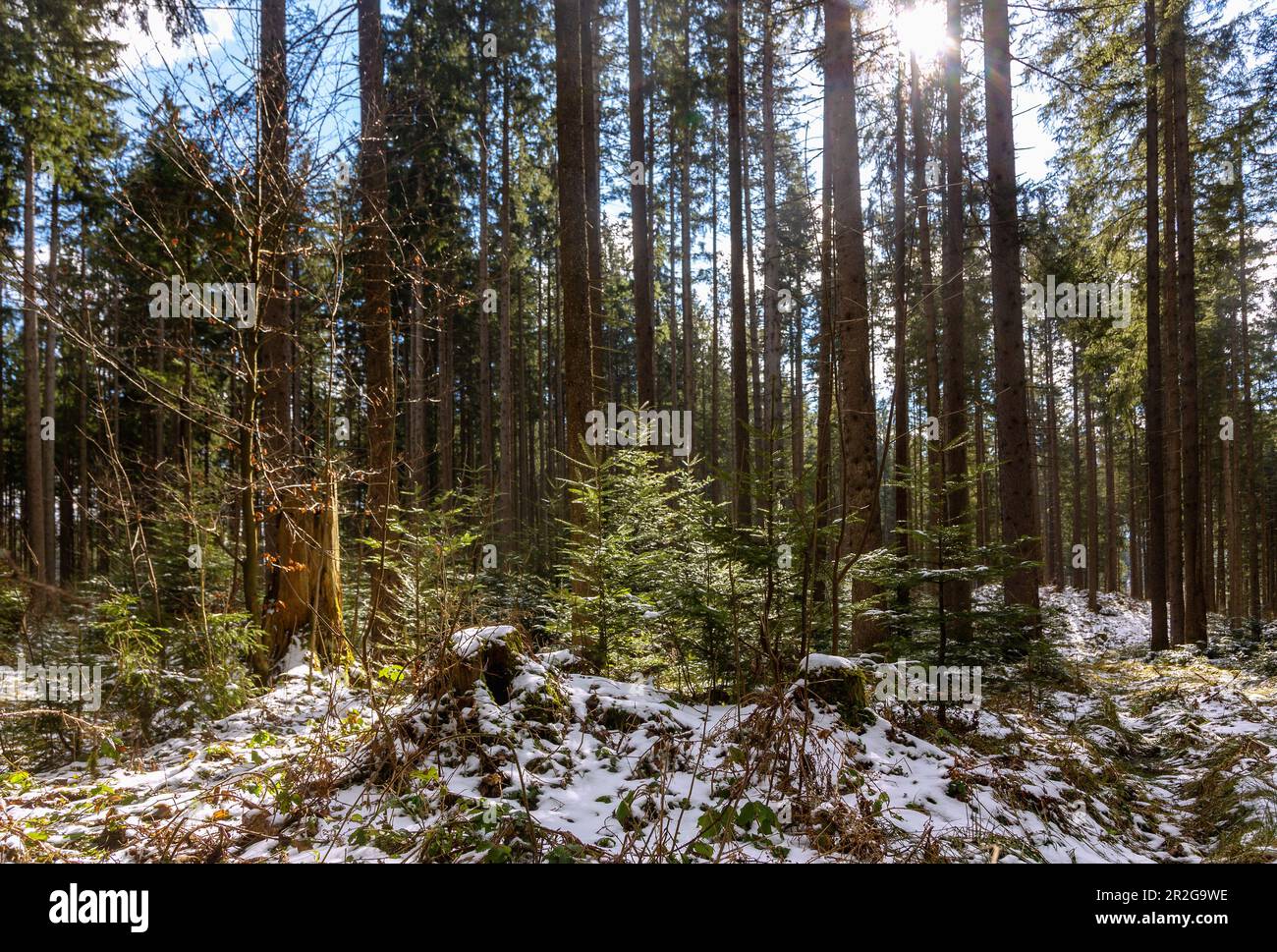 Forêt de Fischbachau Fairy Tale, forêt d'épinettes enneigées sur le circuit de la forêt de Fairy Tale près de Fischbachhau, haute-Bavière, Allemagne Banque D'Images