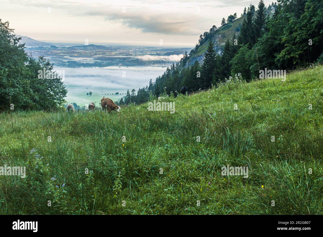 Vue sur la vallée de Schwangau depuis le Tegelberg. Dans les vaches de premier plan paissant sur la prairie alpine. Schwangau, Allgaeu, Souabe, Bavière, Allemagne, UE Banque D'Images