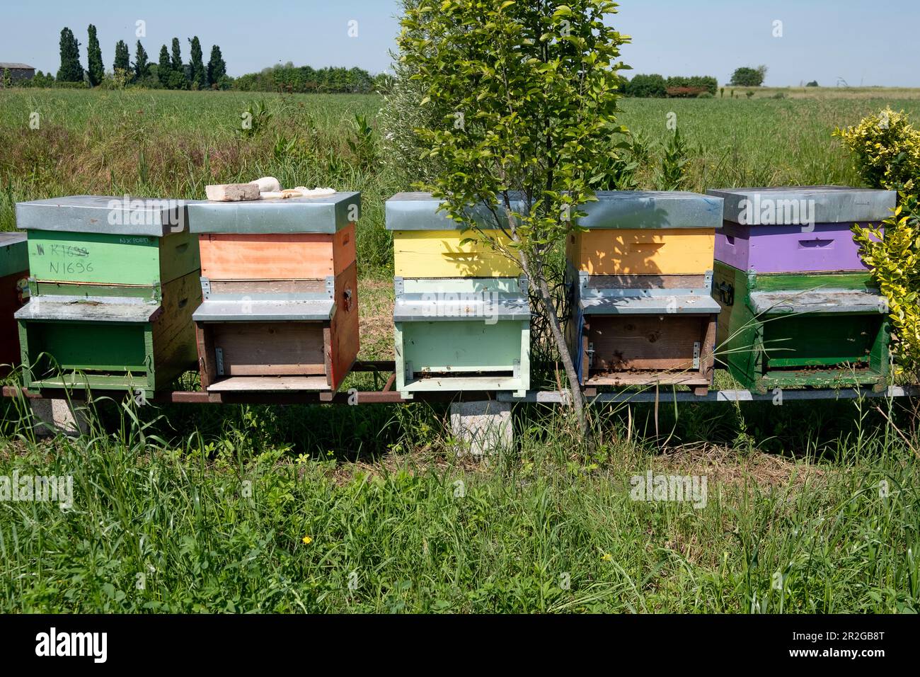 Champ avec des boîtes aux abeilles colorées, Drizzona, province de Cremona, Italie, Europe Banque D'Images