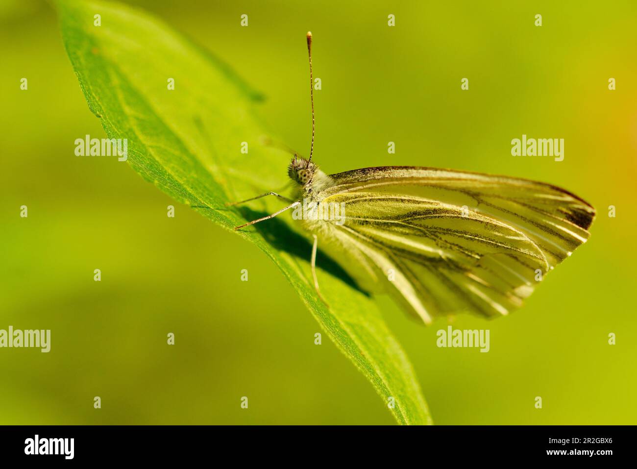Un papillon de skipper brun dans la lumière de printemps ensoleillée, Bavière, Allemagne Banque D'Images