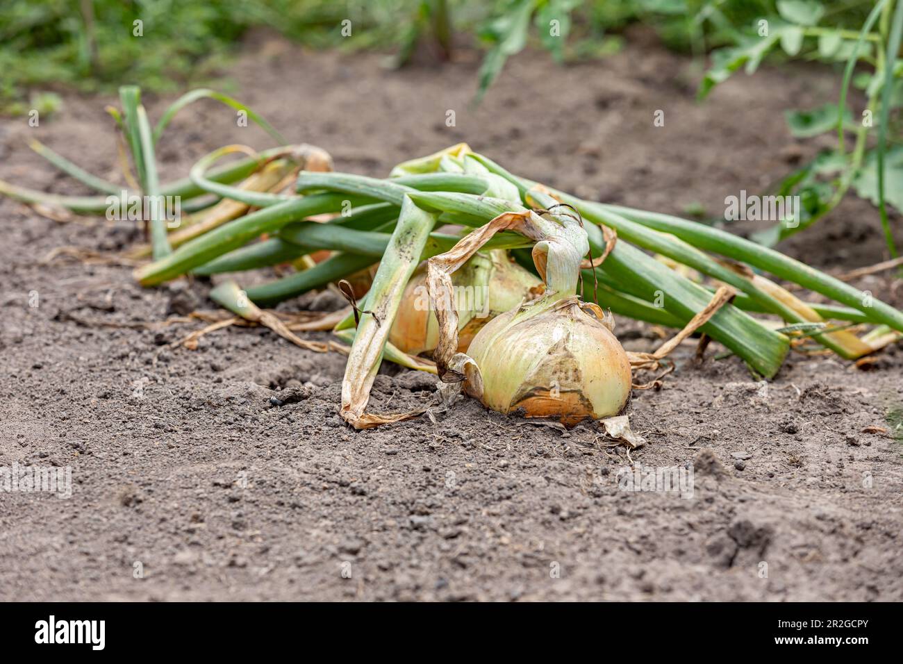 Les oignons jaunes mûrs qui poussent dans le jardin sont prêts à être récoltés. Jardinage, produits biologiques et concept de jardin à la maison. Banque D'Images