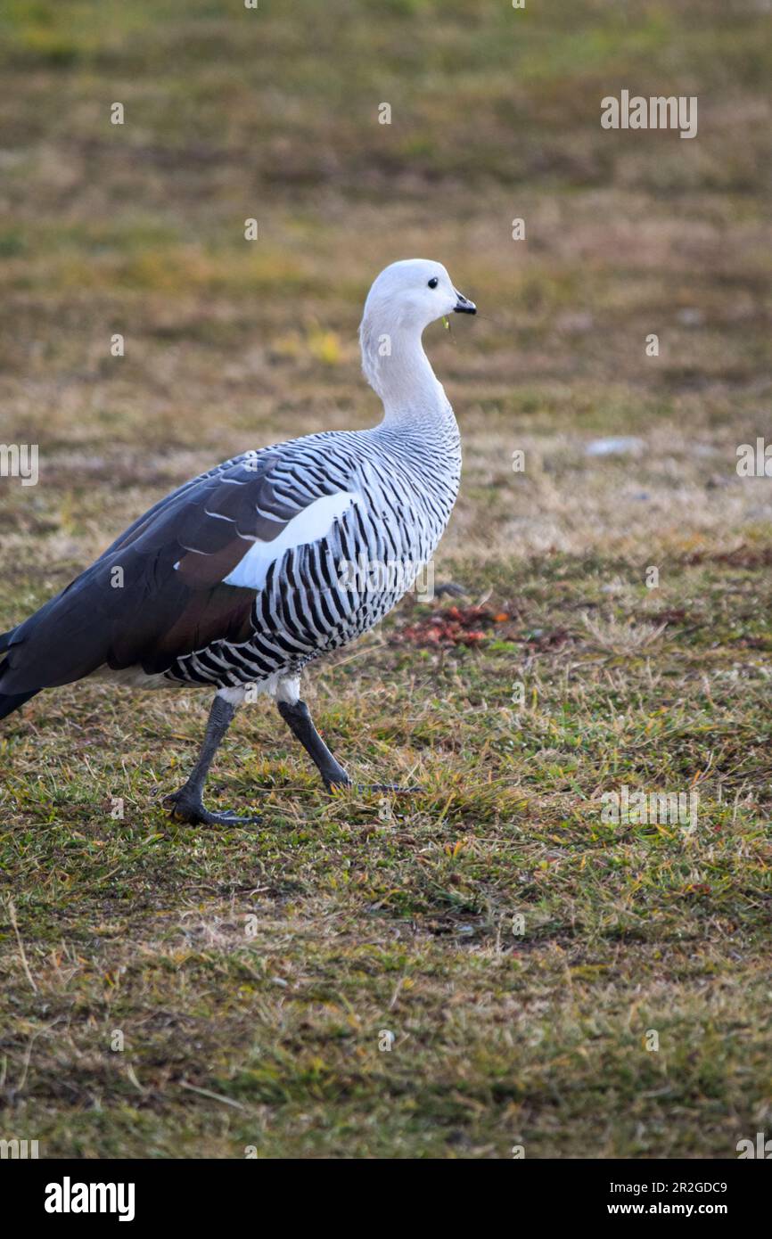 Gros plan d'une oie commune à Ushuaia. Chloephaga picta Banque D'Images
