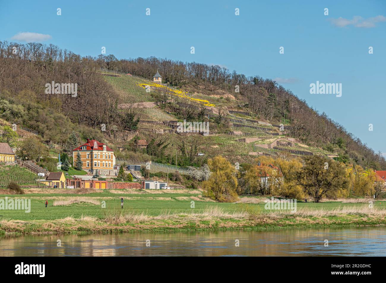 Vignobles du Spaargebirge vus de l'Elberadweg entre Dresde et Meissen sur la rive gauche de l'Elbe, Saxe, Allemagne Banque D'Images