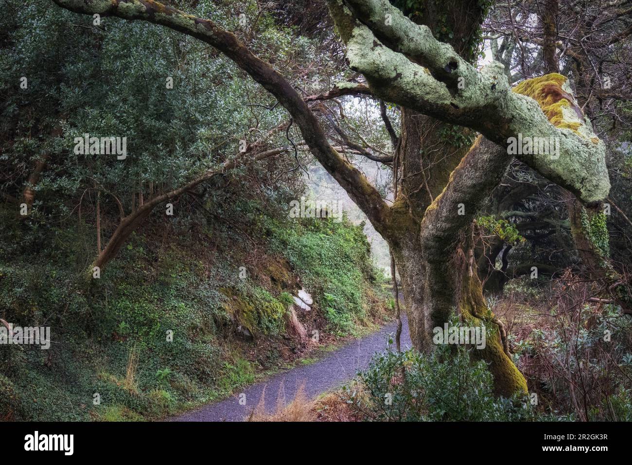 Les grands arbres se trouvent sur le chemin de la forêt. La branche dépasse dans l'image. Disert, Killaconenagh, Comté de Cork, Irlande. Banque D'Images