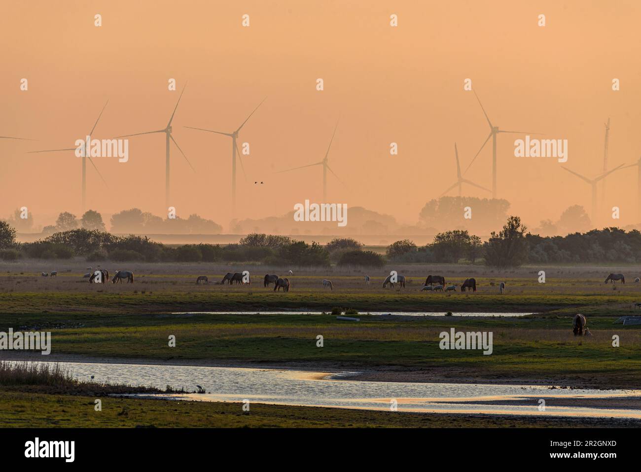 Speicherkoog, le Konik (de polonais : cheval, petit cheval) est une race de poney d'Europe centrale et orientale, Meldorf, Dithmarschen, côte de la mer du Nord, Sch Banque D'Images